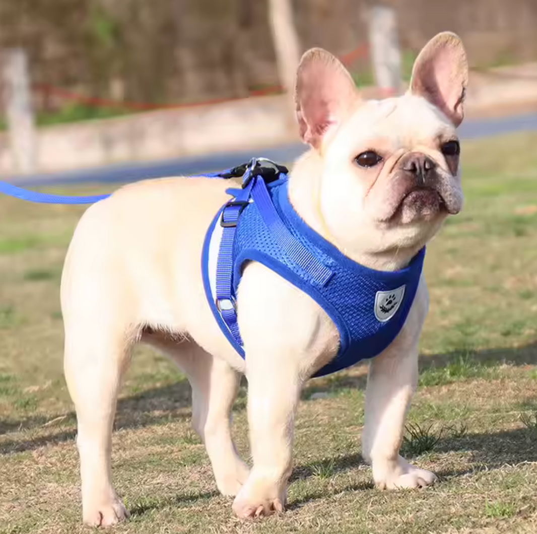 Set de arnés y correa "Reflectante Outdoor"
