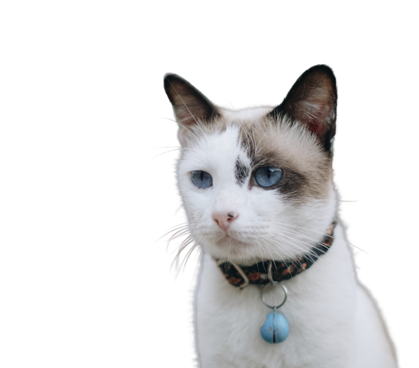 GATOS