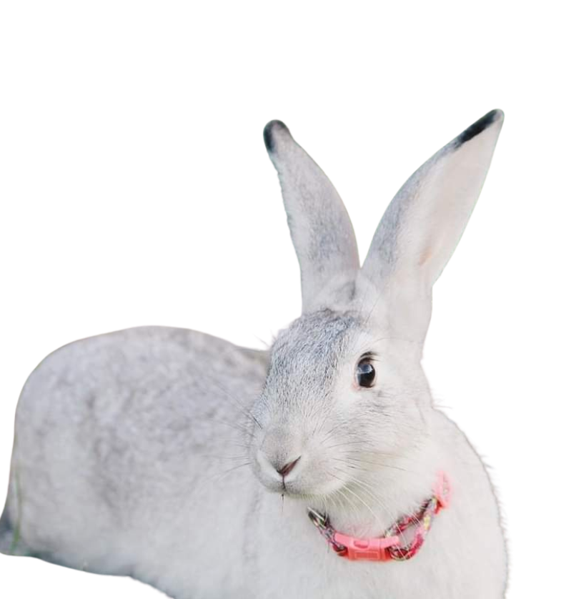 CONEJOS