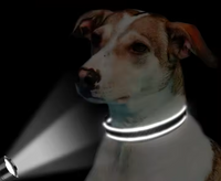 Collar "Dog Sport"