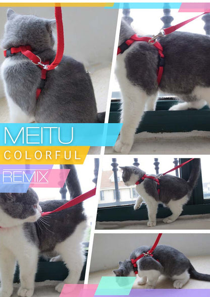 Set de Arnés y Correa "Cat Paws"