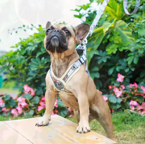 Set de Arnés, Correa y Collar "Comfort & Style"