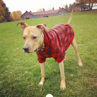 Chompa -Cozy Plaid-