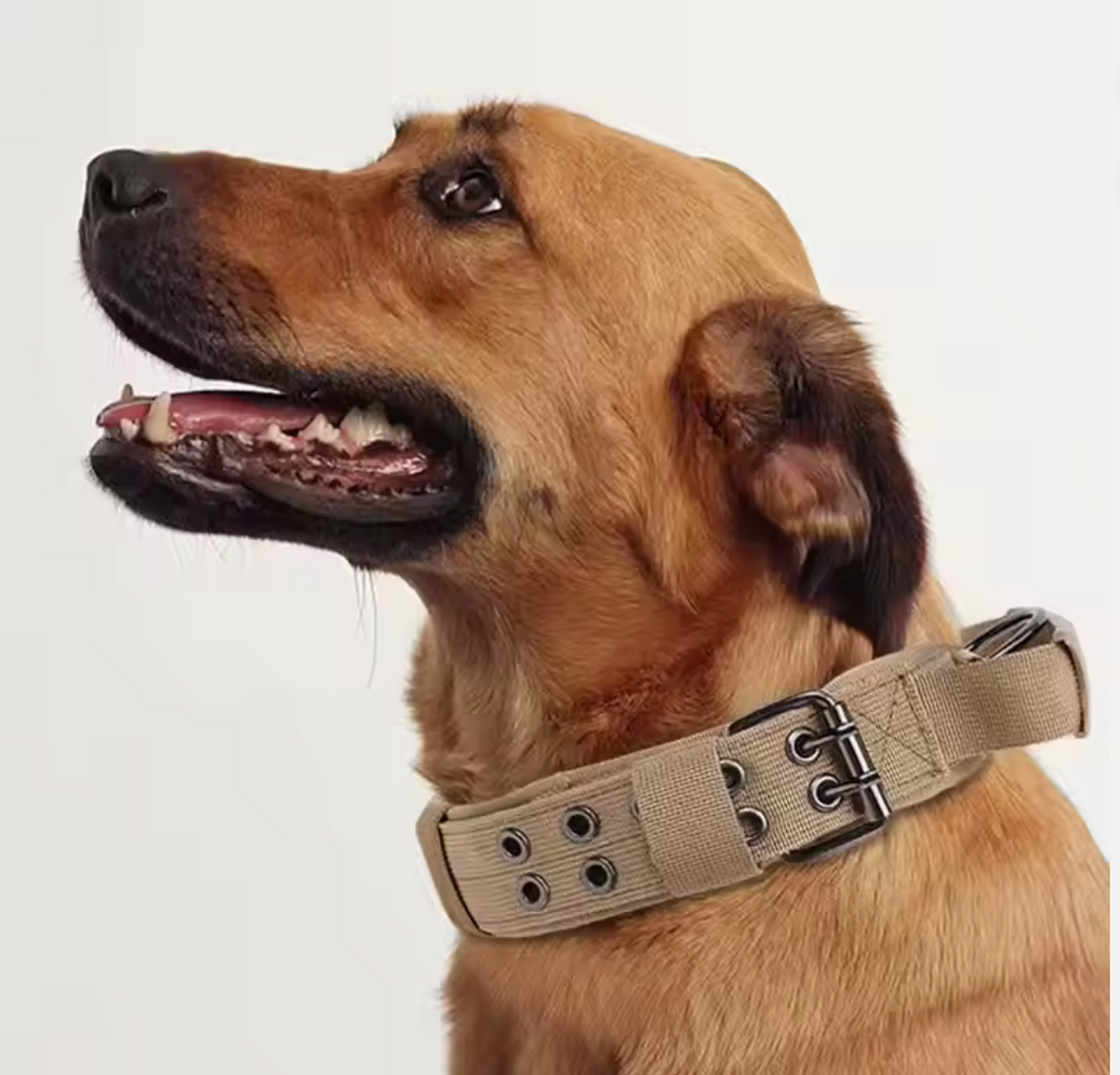 Collar de Seguridad -Canin -
