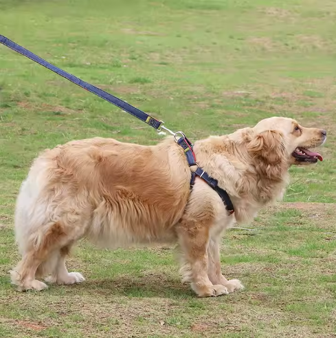 Set de Arnés, Correa y Collar "Urban Flex"