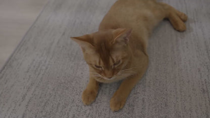 Comedero Inteligente -Feed Master Pro-